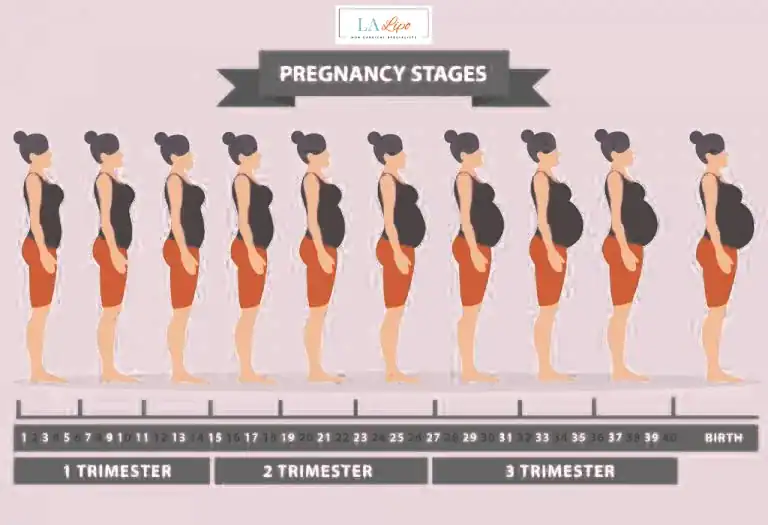 First Trimester (Weeks 1–12): Early Changes You Might Not Notice Upper Sydenham